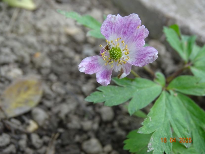 anemone nemorosa Gigantea Rubra - Primavara 2025