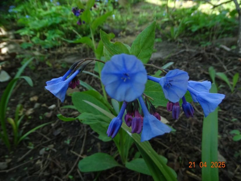 mertensia virginica - Primavara 2025