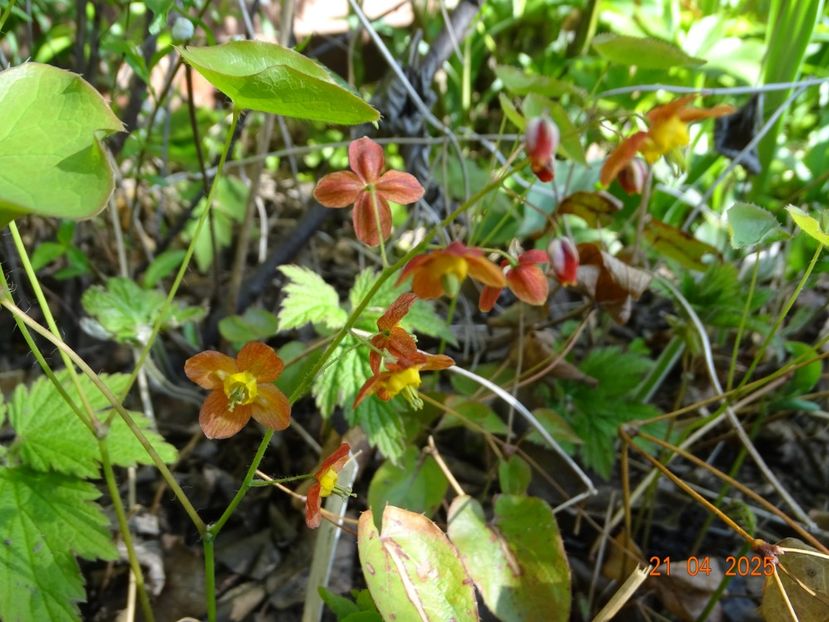 epimedium warleyense - Primavara 2025