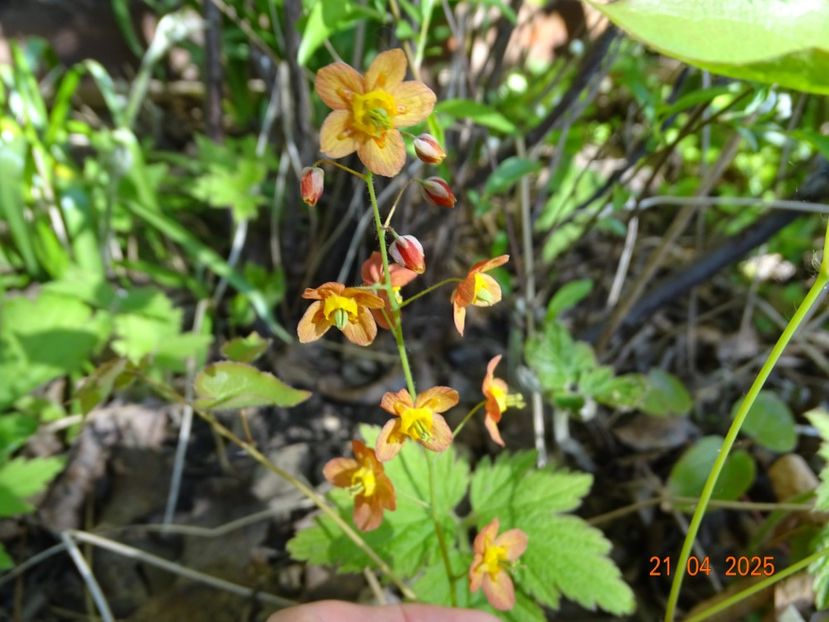 epimedium warleyense - Primavara 2025
