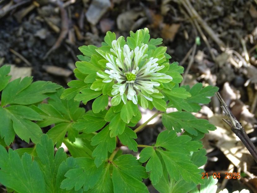 anemone nemorosa Multiplicity - Primavara 2025