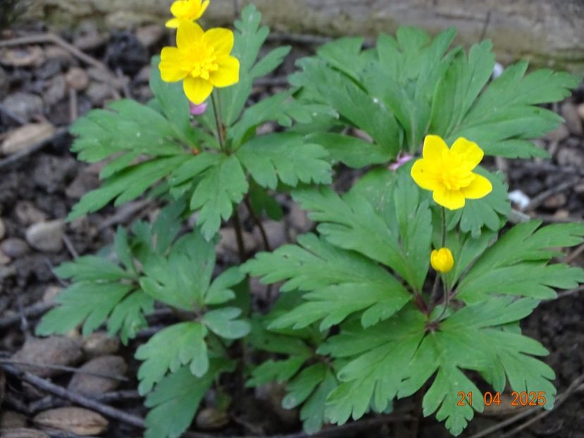 anemone ranunculoides Dago - Primavara 2025