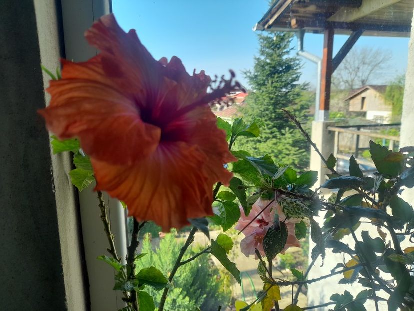  - 1111 Bucurii florale 2025