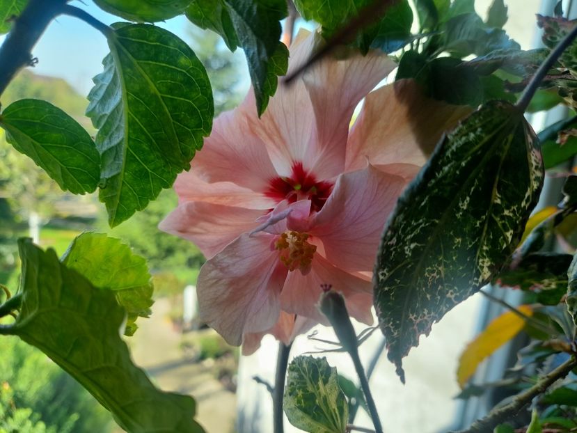  - 1111 Bucurii florale 2025