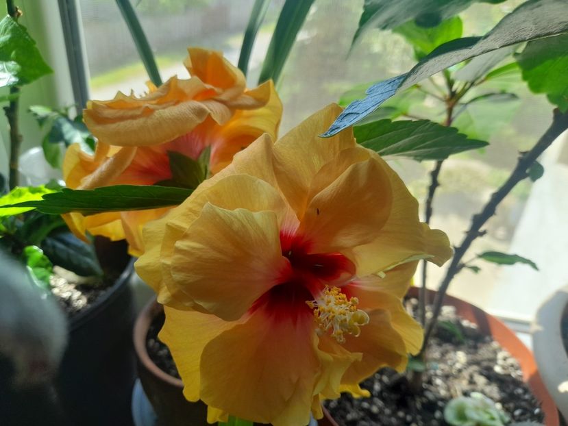  - 1111 Bucurii florale 2025