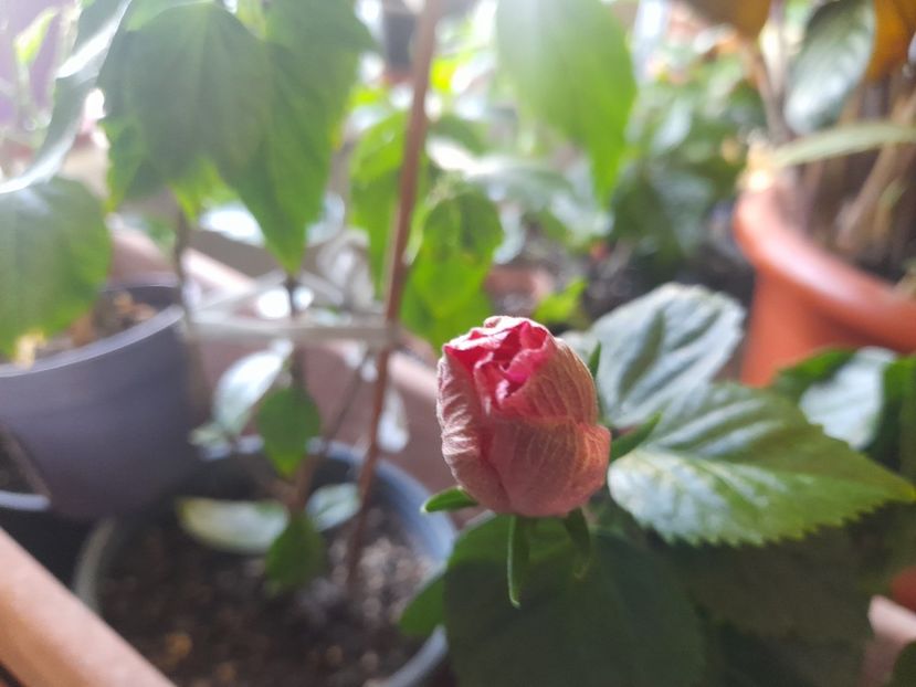  - 1111 Bucurii florale 2025