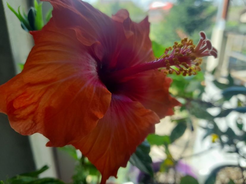  - 1111 Bucurii florale 2025