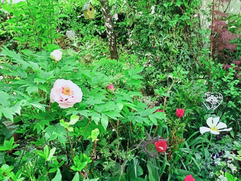  - Grădina 2025 continuare 1