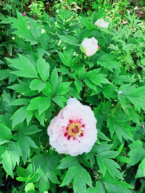 Er Qiao,  arbustiv - Grădina 2025 continuare 1