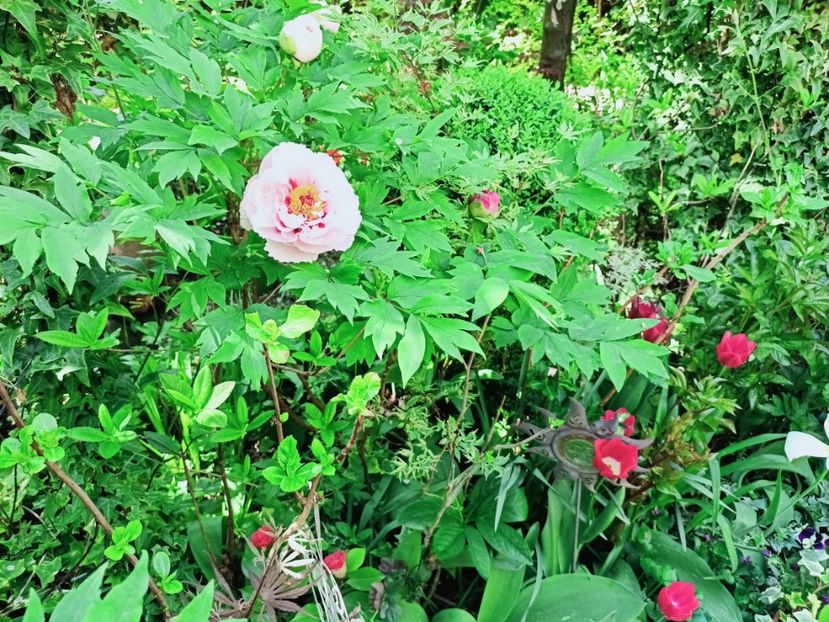  - Grădina 2025 continuare 1