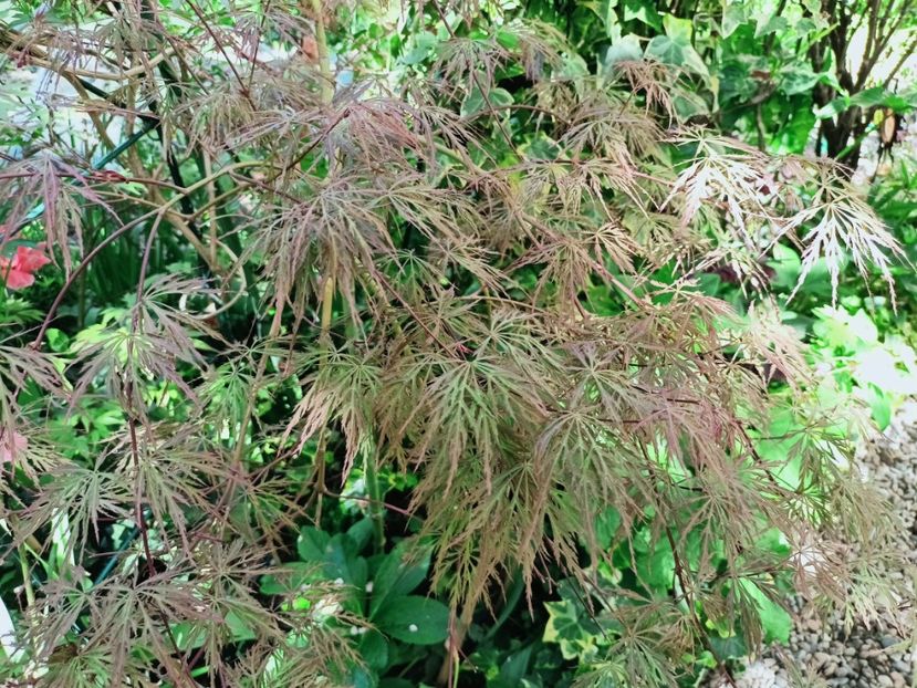 Hana Matoi - Grădina 2025 continuare 1