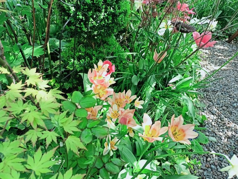  - Grădina 2025 continuare 1