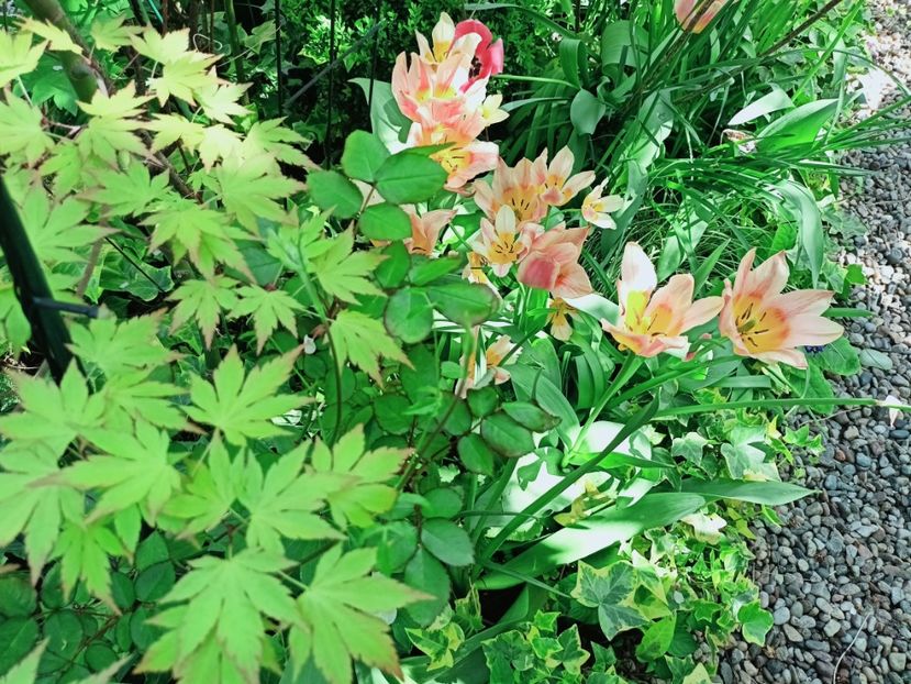 Quebec - Grădina 2025 continuare 1