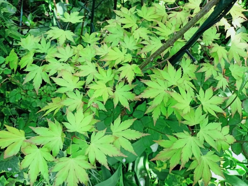 Orange Dream - Grădina 2025 continuare 1