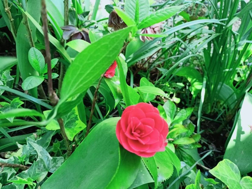  - Grădina 2025 continuare 1