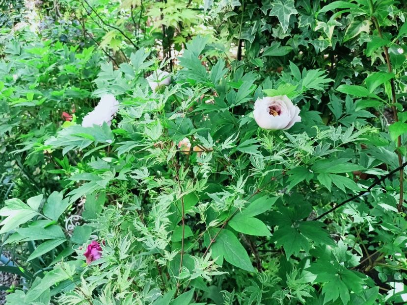  - Grădina 2025 continuare 1