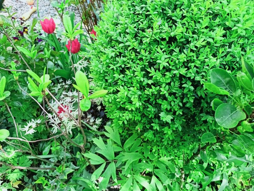  - Grădina 2025 continuare 1