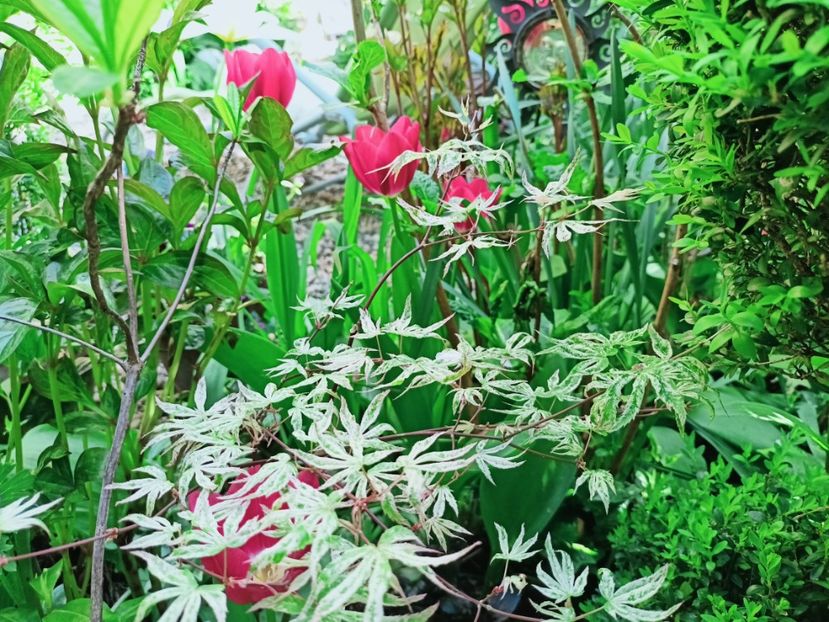 Ukigumo - Grădina 2025 continuare 1