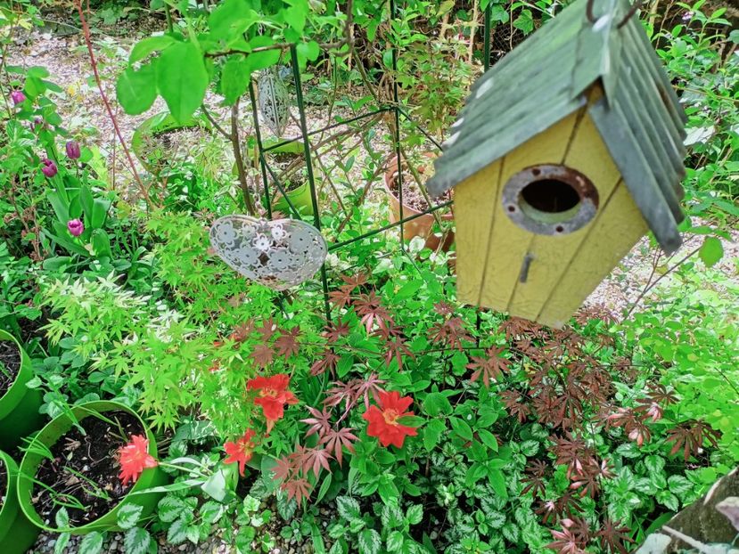  - Grădina 2025 continuare 1