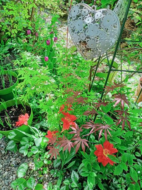  - Grădina 2025 continuare 1