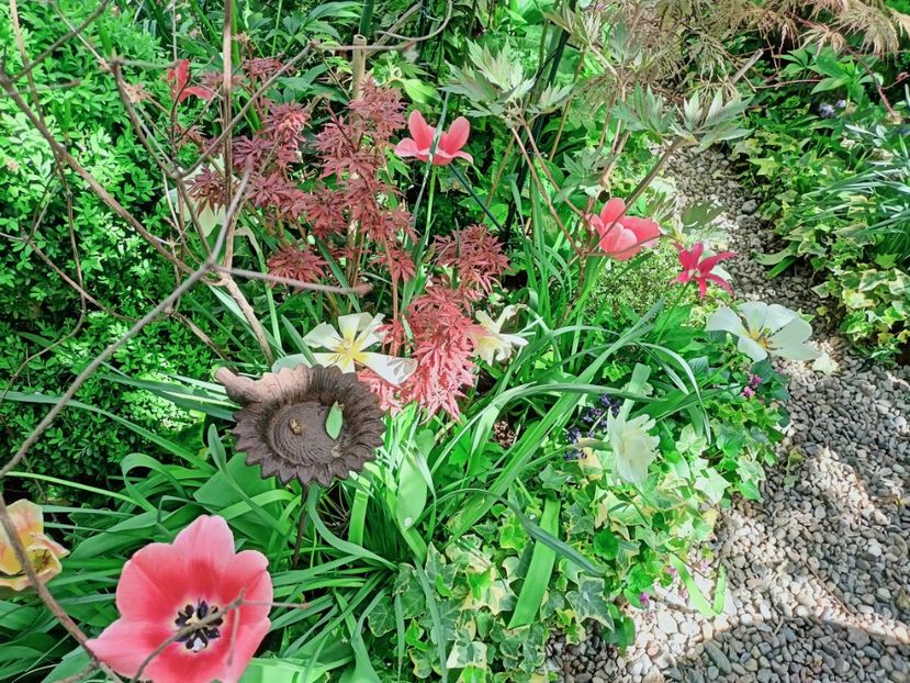  - Grădina 2025 continuare 1