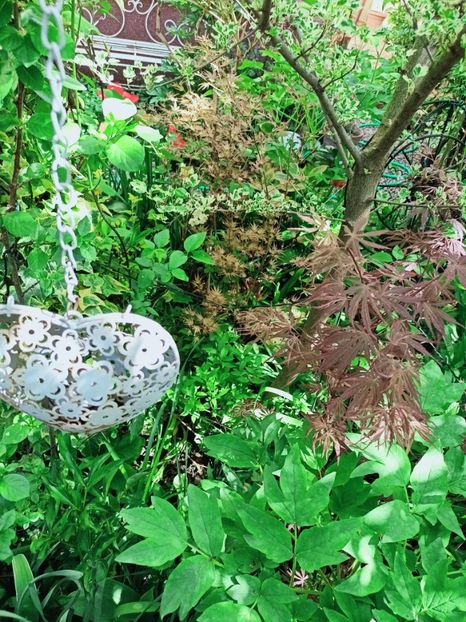  - Grădina 2025 continuare 1