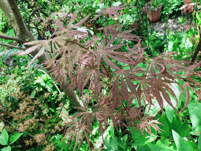 Lileeanne's Jewel - Grădina 2025 continuare 1