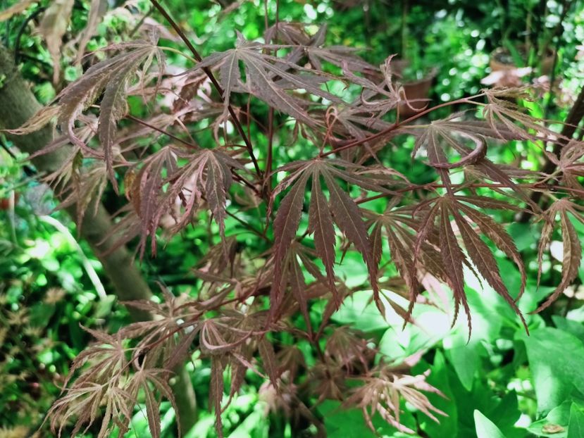  - Grădina 2025 continuare 1