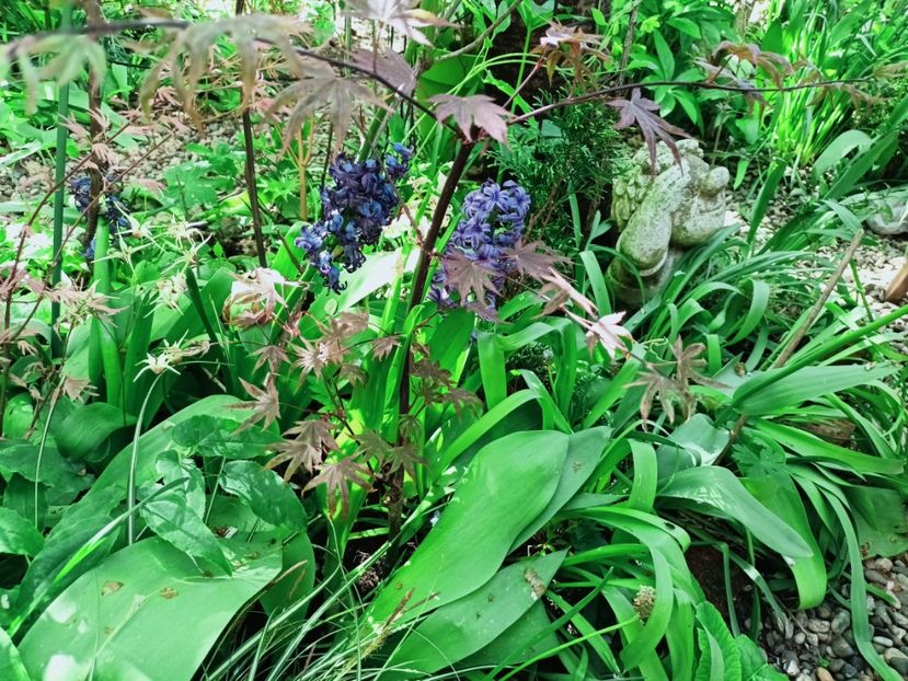 Dragon Tears - Grădina 2025 continuare 1