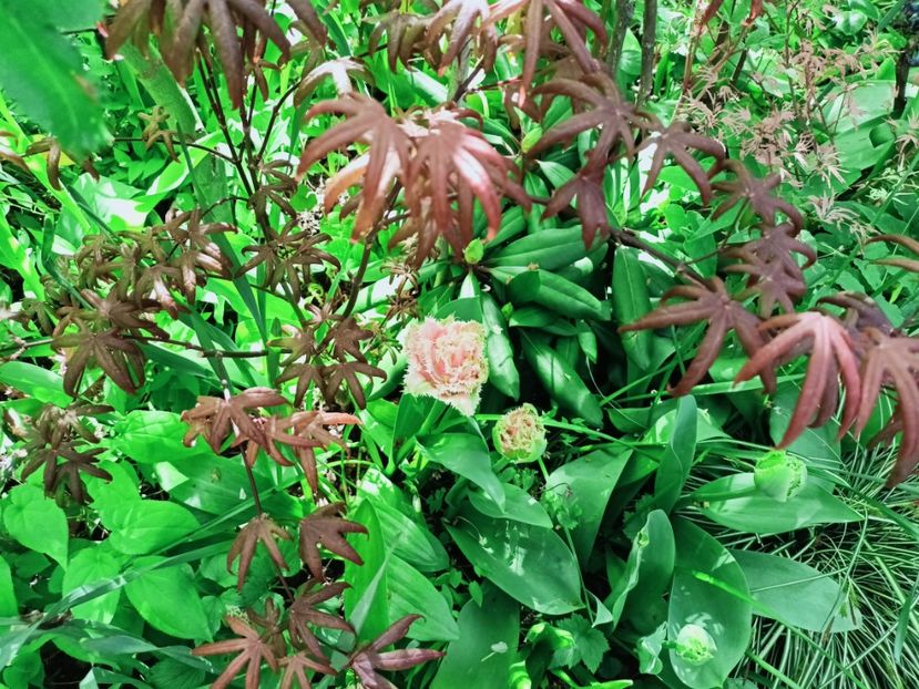 Peve Starfish - Grădina 2025 continuare 1