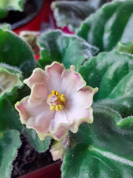 Se pare că am două plante ❤️ - Looking Glass