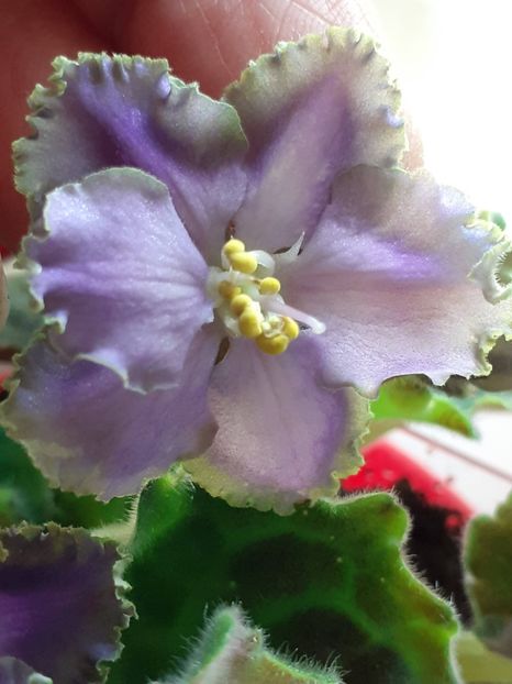  - Cajun s Royal Heir