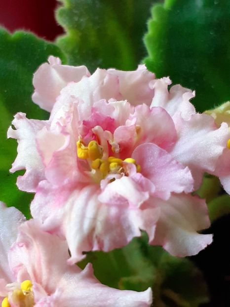  - Sunkises rose