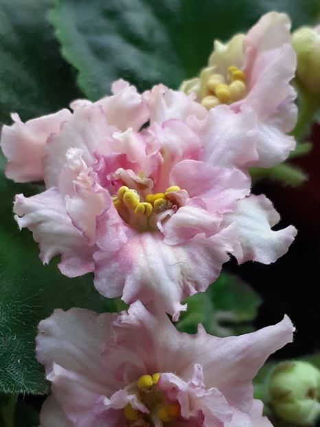  - Sunkises rose