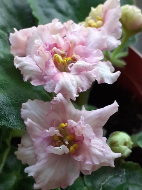  - Sunkises rose