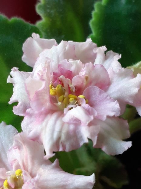  - Sunkises rose