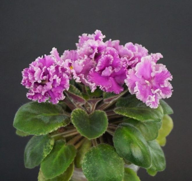 LE-Lesia 12 lei - AA Frunze de violete inradacinate