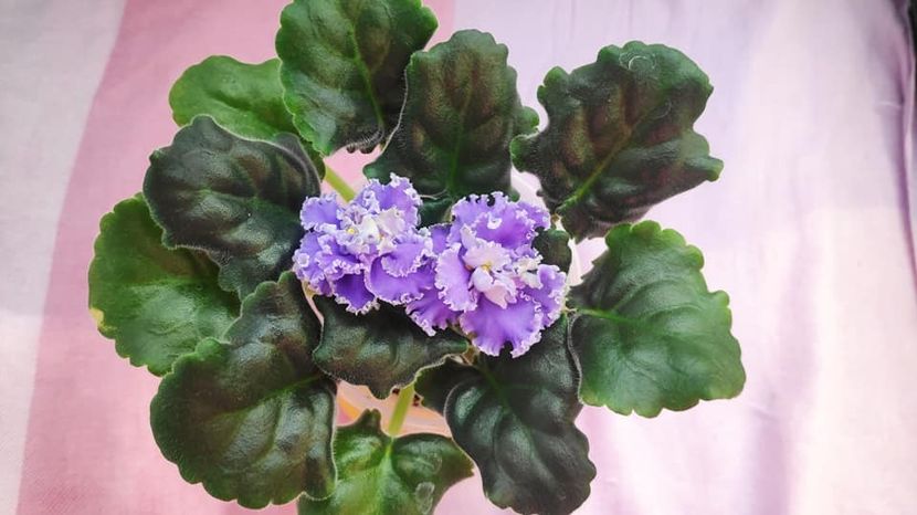 RS Medeea 12 lei - AA Frunze de violete inradacinate