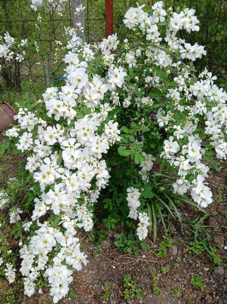  - 0 EXOCHORDA MACRANTHA THE BRIDE ARBUST MAI 2019 -