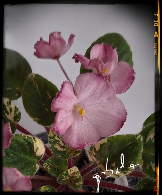 N May mini - AA violete africane de colectie