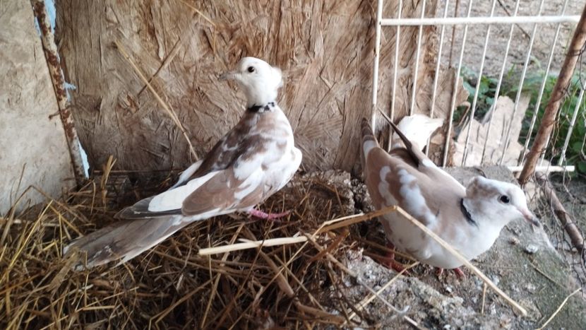  - J--- turturele razatoare