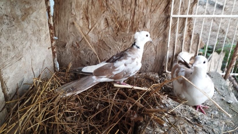  - J--- turturele razatoare