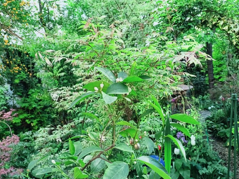 22.04.2025 Ukigumo - Grădina 2025 continuare 1