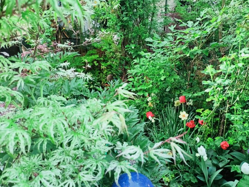 Ukigumo - Grădina 2025 continuare 1