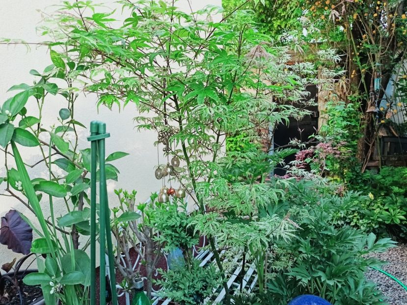  - Grădina 2025 continuare 1