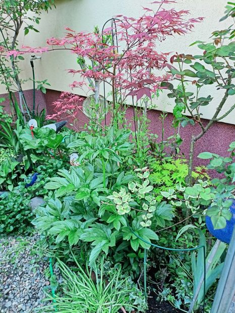 Geisha Gone Wild - Grădina 2025 continuare 1