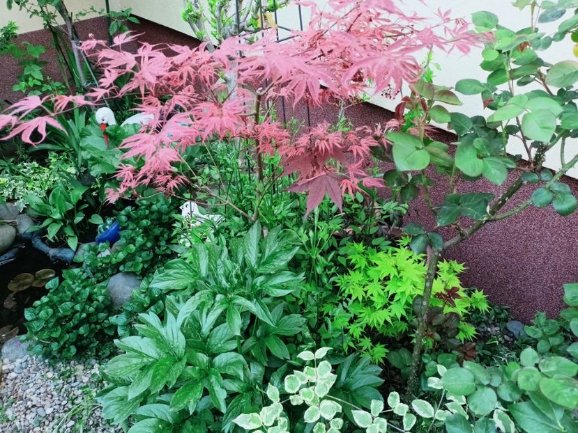  - Grădina 2025 continuare 1