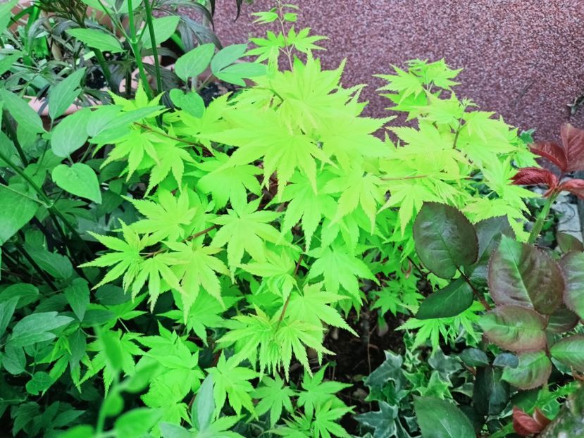 Summer Gold - Grădina 2025 continuare 1