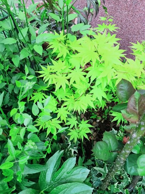  - Grădina 2025 continuare 1