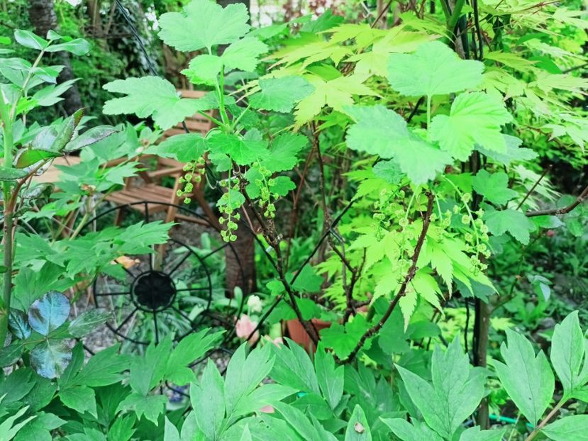 Coacăze roșii - Grădina 2025 continuare 1